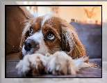 Cavalier king charles spaniel, Pies, Szczeniak, Zbliżenie